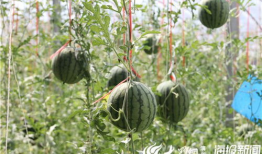 农村吃瓜爆料视频大全